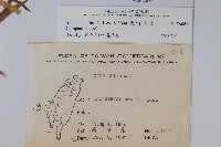 大本山梗菜藏品圖，第2張