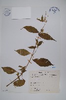 登錄號:S076067藏品圖，第1張