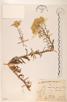 秋鼠麴草藏品圖，第1張