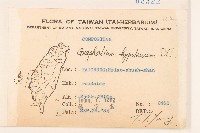 秋鼠麴草藏品圖，第2張