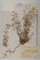 玉山抱莖籟簫藏品圖，第1張