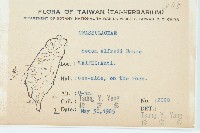 石板菜藏品圖，第2張