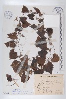 馬交兒藏品圖，第1張