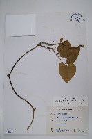 大葉馬兜鈴藏品圖，第1張