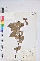 扛香藤藏品圖，第1張