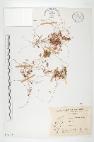 菟絲子藏品圖，第1張