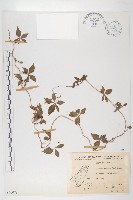 番仔藤藏品圖，第1張