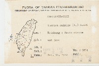 番仔藤藏品圖，第2張