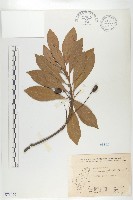 杜英、山杜英、蘭嶼杜英藏品圖，第1張