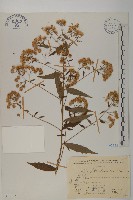 臺灣馬蘭藏品圖，第1張