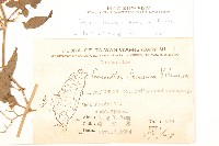 蔓黃菀藏品圖，第2張