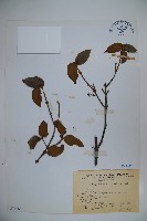 呂宋莢迷藏品圖，第1張