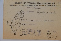 呂宋莢迷藏品圖，第2張