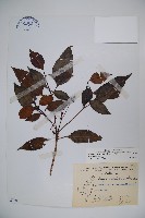 高山莢迷藏品圖，第1張