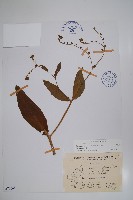 琉璃草藏品圖，第1張