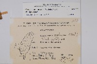 琉璃草藏品圖，第2張