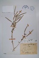 向天黃藏品圖，第1張