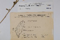 向天黃藏品圖，第2張