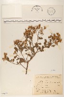 鯽魚膽、闊苞菊藏品圖，第1張