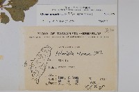 白花菜藏品圖，第2張