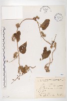 白花牽牛藏品圖，第1張