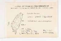 白花牽牛藏品圖，第2張