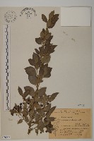 刺果衛矛藏品圖，第1張