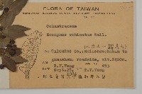 刺果衛矛藏品圖，第2張