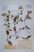 臺灣明萼草藏品圖，第1張