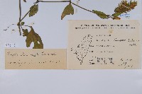 臺灣明萼草藏品圖，第2張