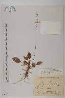 臺灣鬼督郵藏品圖，第1張