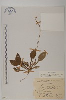 臺灣鬼督郵藏品圖，第1張