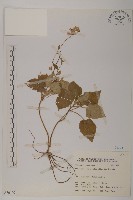 阿里山鬼督郵藏品圖，第1張