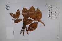 爬森藤藏品圖，第1張