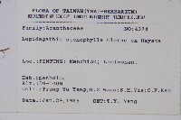 柳葉鱗球花藏品圖，第2張