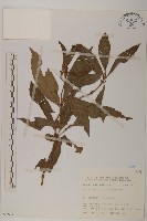 草珊瑚、紅果金粟蘭藏品圖，第1張