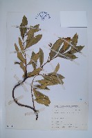 小錦蘭藏品圖，第1張