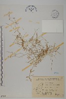 細葉卷耳藏品圖，第1張