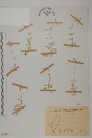 細葉卷耳藏品圖，第1張