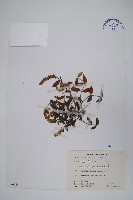 爵床藏品圖，第1張