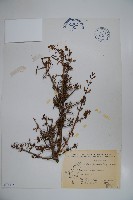 川上氏忍冬藏品圖，第1張