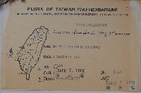 川上氏忍冬藏品圖，第2張