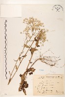 一枝香藏品圖，第1張