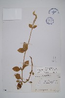 印度牛膝、土牛藤藏品圖，第1張