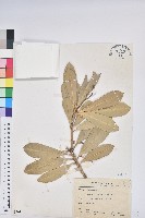 蘭嶼土沉香藏品圖，第1張