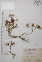 台灣佛甲草、石板菜藏品圖，第1張