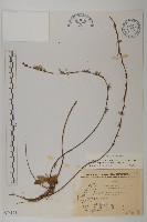 臺灣鬼督郵藏品圖，第1張