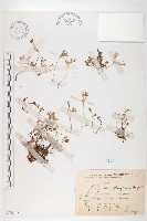 紅子佛甲草藏品圖，第1張