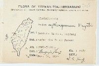 紅子佛甲草藏品圖，第2張