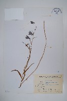 玉山沙參藏品圖，第1張